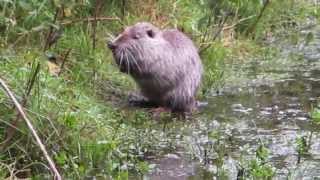 Coypu Bishopstown Cork Ireland 1516 July 2015 [upl. by Ecila]