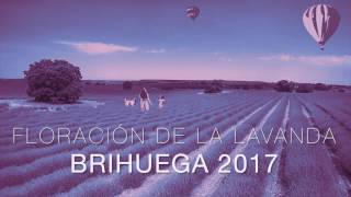 Floración de la Lavanda [upl. by Edrahc]