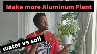 Make more Aluminum Plant  water vs soil propagation from start to finish [upl. by Anitak]