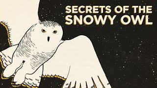 Secrets Of The Snowy Owl  NPRs SKUNK BEAR [upl. by Rachele445]