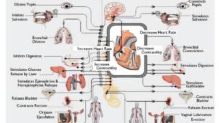 PHYSIOLOGIE Physiologie du système nerveux autonome [upl. by Eille]