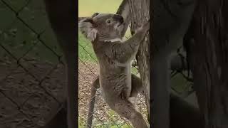 Koala Phascolarctos cinereus white koala Australian koala [upl. by Gwyn374]