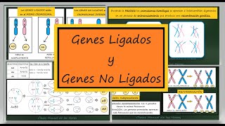 Ligamiento Recombinación y Transmisión Independiente Genes Ligados y No Ligados Genética [upl. by Anallese907]