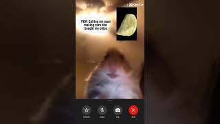 hamster calling meme funny cute hamsters memes [upl. by Finnigan89]