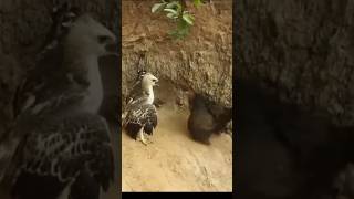 some times falcon fail in Attack  Mother Chickens vs Peregrine Falcon Who is the Strongest shorts [upl. by Elleiad975]