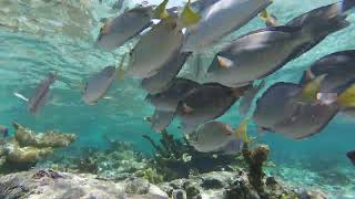 Wildlife at Coral Reef  Greater Antilles Marine Ecoregion [upl. by Adhern616]