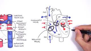 Introduction to Cardiac Heart Anatomy and the Chest Xray [upl. by Charley224]