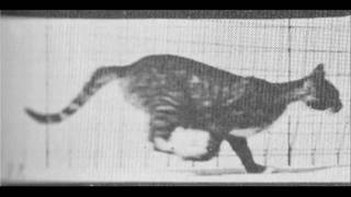 Eadweard Muybridge Cat in trot changing to gallop [upl. by Bear]