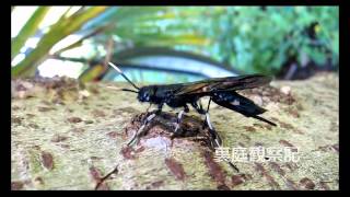 クロヒラアシキバチ  Tremex apicalis [upl. by Emilie739]