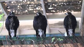 Three Australian Magpies Sing in Unison [upl. by Aracal52]