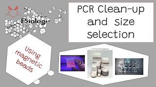 PCR cleanup and size selection using magnetic beads how to [upl. by Ayidah]