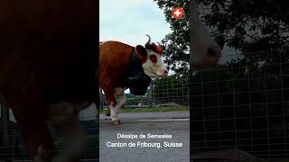 Désalpe de Semsales du 05102024 🇨🇭  Vaches Chèvres amp Traditions 🐄🐐🌼 Désalpe Semsales shorts [upl. by Irrahs]