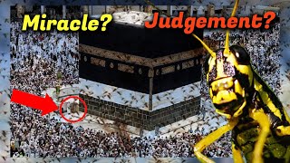 Mecca Under Attack by Bizarre Insect Plague  Shocking Footage Reveals [upl. by Doubler]