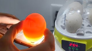 Day 7 Duck Egg Candling Are they Developing Are they Fertilized  7 Egg Incubator Julia amp Olga [upl. by Aicila754]