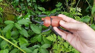 Rhinoceros beetle geocache [upl. by Barris343]