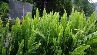 Nephrolepis cordifolia Fishbone fernPani Amala 😍😍♥️❤️yonzonefloralfarm [upl. by Mackay576]