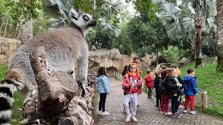 Enriquecimientos para lémures y puercoespines en Expedición África escuela de vacaciones de BIOPARC [upl. by Nossah]