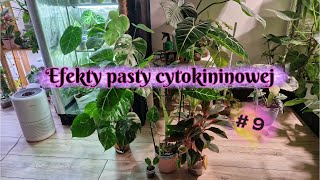 Efekty pasty cytokininowej 9 [upl. by Hanikehs]