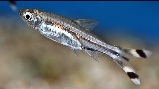 Rasbora trilineata Расбора трехлинейная [upl. by Hilly]