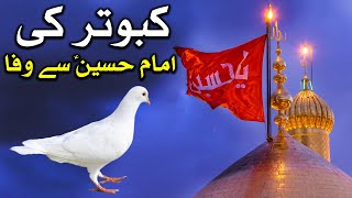 Imam Hussain as Se Kabutar Kiyo Pyar Karte Hn Mojiza معجزہ चमत्कार Waqiya Miracle Pigeon Mehrban Ali [upl. by Mignon467]