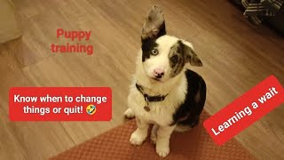 Puppy training doesnt always go right  know when to change things or quit Im still learning 🤣 [upl. by Hetti83]