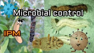 MICROBIAL CONTROL IN IPM  Entomology class Tamil [upl. by Lantz]