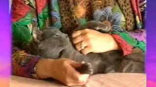 SOOTHING CAT MASSAGE [upl. by Johnathan]