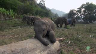 Clumsy Baby Elephant  ElephantNews [upl. by Stewart702]