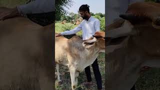 Gau Mata jayshreeram viralvideo trendingvideo youtubeshorts gaumatacute hindutva indiancow [upl. by Xylina]