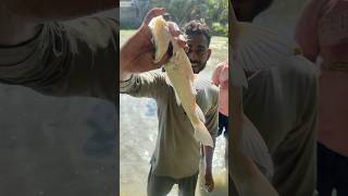 আজকে আমরা জমির জল মেরে মাছ ধরলাম 🐟🐟fishing fish shots shortfeed youtube minivlog shortvideo [upl. by Anitniuq]