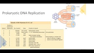 Prokaryotic DNA Replication [upl. by Trix299]