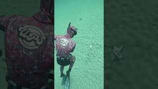 Longsnout boarfish from Kangaroo Island SA spearfishing fishing [upl. by Limemann]