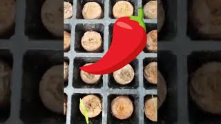 Growing Green 😀  red Chili very HOT [upl. by Tammany302]