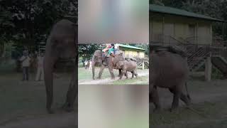 gorumara elephant camp elephantlovers viralvideo shortsfeed youtubesarch Dooars [upl. by Polinski273]