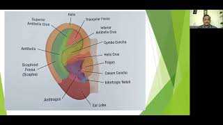 Auricular Anatomy Tamil [upl. by Grefer]