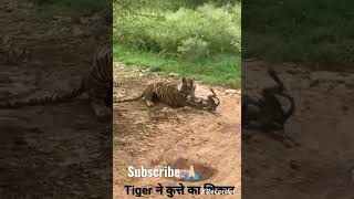 TIGER ATTACK IN DOG RANTHAMBORE FORT [upl. by Hpesoy]