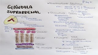 Glándula suprarrenal Aldosterona Cortisol DHEA Androstenediona [upl. by Leanora]