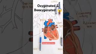 Oxygenated amp Deoxygenated blood 😱 viralshorts biology BeuniqueQ [upl. by Androw]