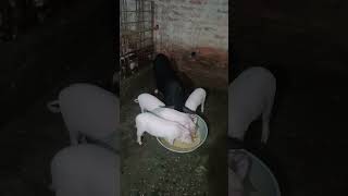 Piglets Eating With Mother farming piglet [upl. by Marlo803]