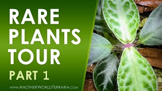 Rare Terrarium Plant Collection Tour  Part 1 [upl. by Ecnarrot]