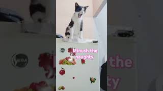 Feisty cat cat catcorner beautifulcat اكسبلور katten kittten catlover cute kitty rickross [upl. by Idihc]