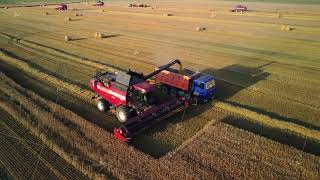 Modern agriculture Grain harvesting Combine harvester in agricultural field loading harvested [upl. by Carita604]