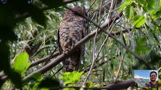 Mottled Wood Owl at Bhigwan [upl. by Lehcear714]