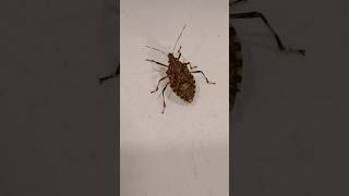 Brown marmorated stink bug Camera Action  TO BE CONTINUED [upl. by Mickelson]