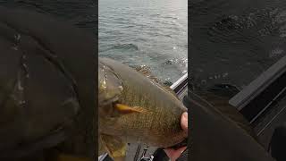 BEST TIME OF THE YEAR  bassfishing fishing smallmouthbass fish fishcatching shorts 2024 [upl. by Dunn]