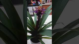 bromeliad houseplant care tutorial plants gardening garden plant flower flowers planting [upl. by Arolf]