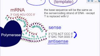 Process  Transcription and Translation [upl. by Lanoil]