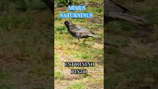 Estornino comuna14 bird sturnusvulgaris shortsvideo estorninopinto parquelasheras shorts [upl. by Ly]