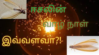 The life Time of eesal or termites in tamil answerworldtamil [upl. by Eyram]