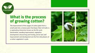 What is the process of growing cotton [upl. by Lorri]